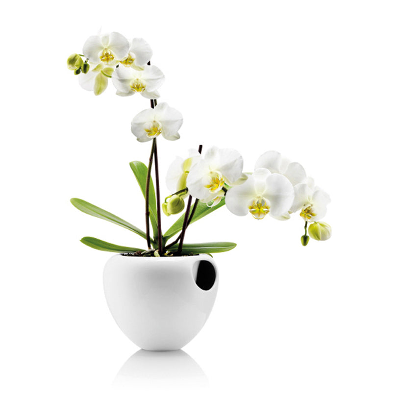 VASO P.ORCHIDEA C.RIS.D'ACQUA BCO PORC.,CM17